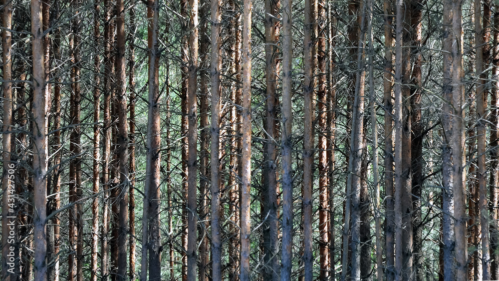 Ściana lasu , masa drzew