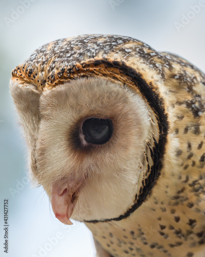 Close up of Australian Masked Owl head  © Stephen Browne
