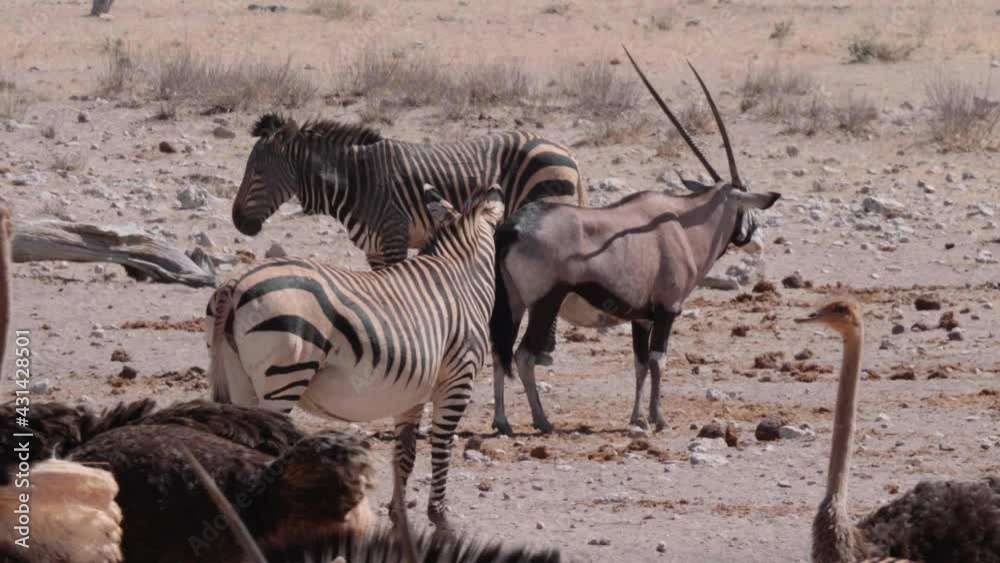 Wild animals gathering in Etosha, including zebras, oryx antelope, and ostriches Wild animals gathering in Etosha, including zebras, oryx antelope, and ostriches