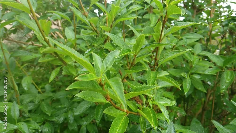 High definition slow motion of rain falling on green leaves.