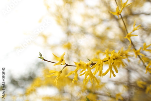 Closeup of blooming Forsythia twigs on a bright spring day: springtime concept and springtime background.