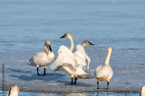 Small flock of white swans congregating on a partially frozen river, lake in northern Canada in April. One swan flapping wings with others standing. 