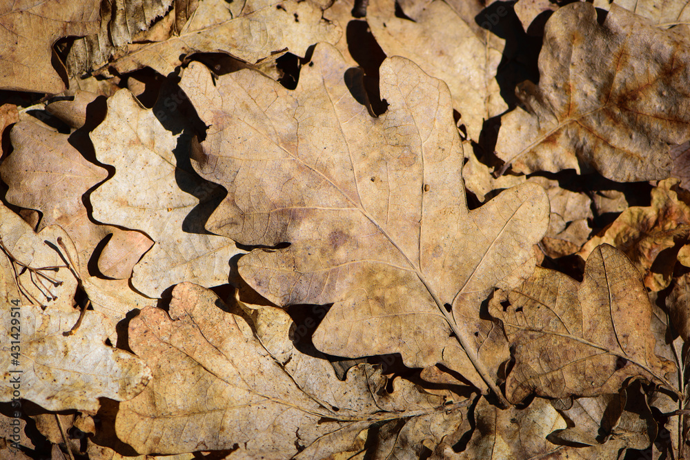 dry leaves. Dry fallen brown oak leaves in autumn Park. autumn background with dry oak leaves, top view, close-up. autumn season, bright leaves, nature in the forest. autumn forest, underfoot. texture