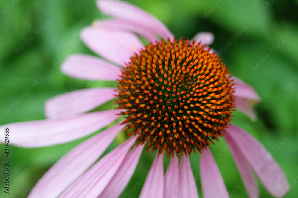 Beautiful large Echinacea purpurea in the garden
Beautiful large Echinacea purpurea in the garden