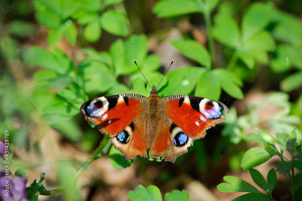 Inachis io. butterfly on green leaves. colorful wings. big beautiful insect. butterfly isolated on green background. top view, in spring or summer. close-up. macro nature Inachis io. butterfly on green leaves. colorful wings. big beautiful insect. butterfly isolated on green background. top view, in spring or summer. close-up. macro nature