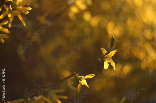 Closeup of blooming Forsythia twigs on a bright spring day: springtime concept and springtime background.
