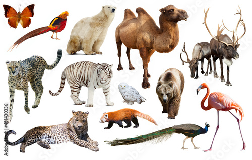 Fototapeta Naklejka Na Ścianę i Meble -  Set of various asian isolated wild animals including birds, mammals, reptiles and insects