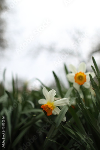White narcissuses blooming in spring garden, green background