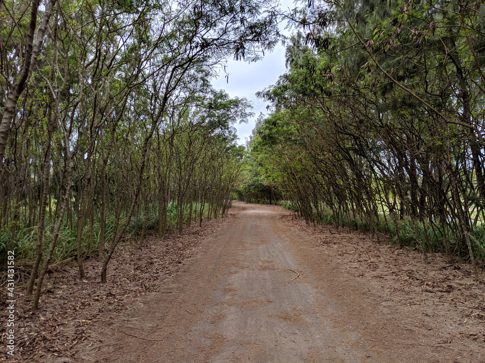 Dirt Road runs through line of forest of trees curving left in the distance Dirt Road runs through line of forest of trees curving left in the distance