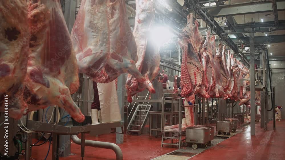 Meat processing plant, male butchers trim beefs carcass, meat production and food industry, the process of harvesting meat, workers uses equipment for slicing.