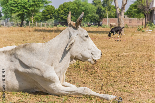 White zebu cow lying on the ground in a village in Rajasthan © venemama