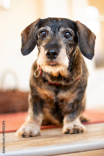 Dachshund with a lot of gesturing and faces © bettysphotos