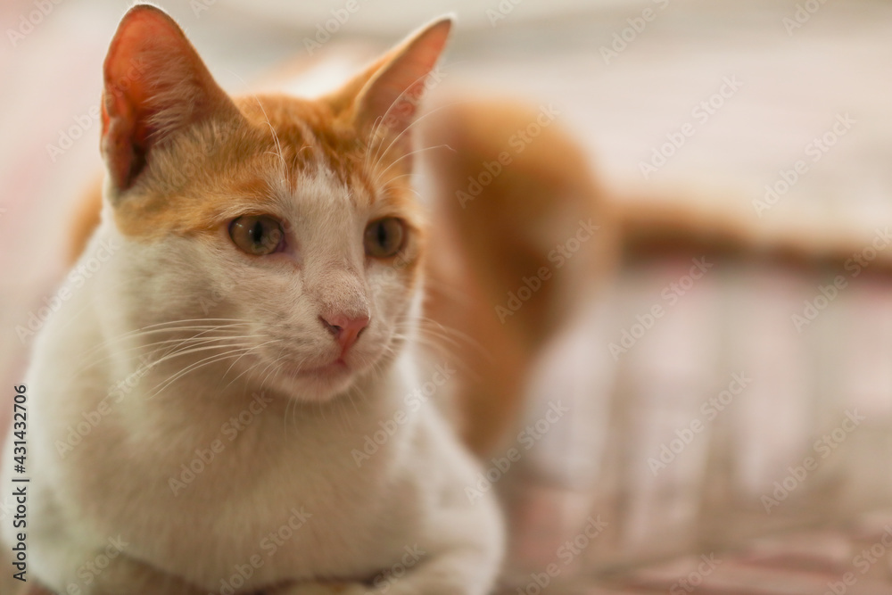 portrait of a cat posing to camera
portrait of a cat posing to camera