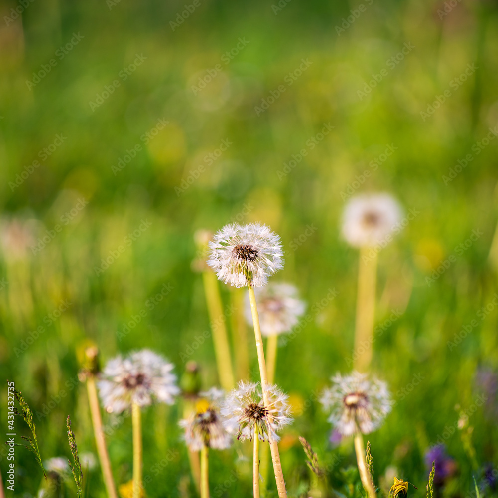 Close up of dandelion flowers ready to blow their seeds