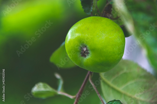 Niedojrzałe zielone jabłko na drzewie
