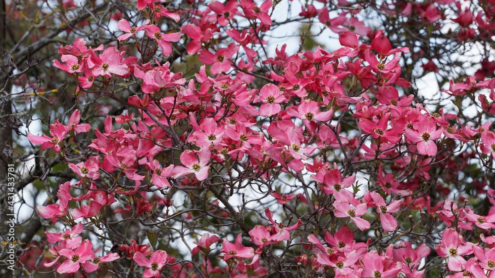 Roter Blumen-Hartriegel 'Rubra' or Amerikanischer Blumen- Hartriegel Cherokee Brave, dekorativer Strauch mit dunkelrosa blumen mit weißer Mitte Blütenfarbe und hellgrün Auge am Blütenmitte