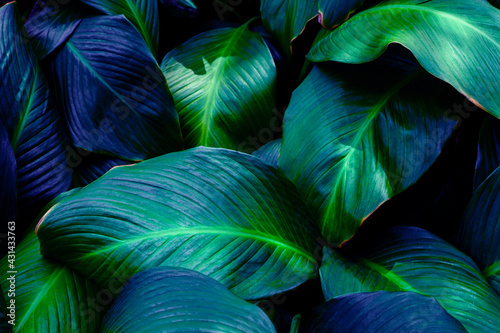 Full Frame of Spathiphyllum cannifolium Leaves Texture Background. tropical leaf