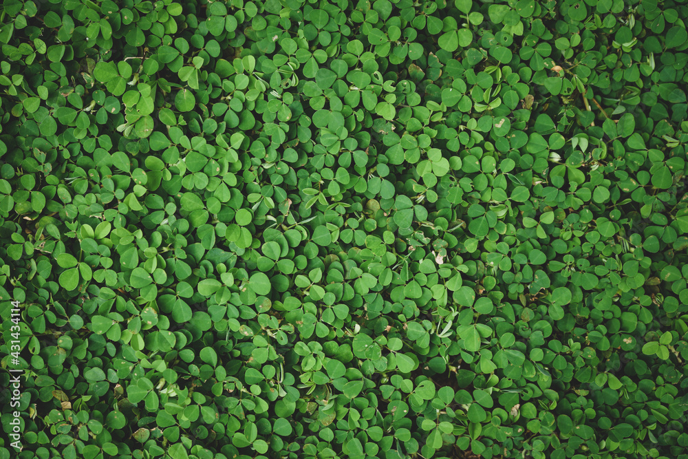 Natural green grass or clover leaves  can be use as background