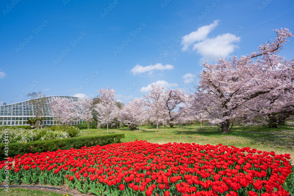 Fototapeta premium 京都府立植物園の桜とチューリップと温室