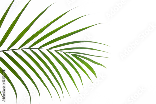 leaves of palm isolated on white background, tropical leaf, summer background