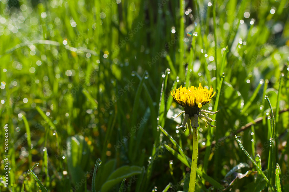 Fototapeta premium Yellow dandelion with dew drops on a background of grass. Spring dandelion under raindrops.