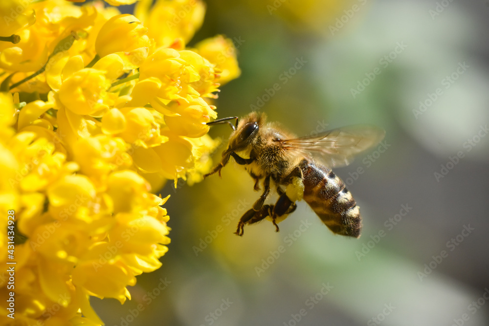 Flying honeybee collecting pollen at yellow flower. Close up of honey bee pollinate yellow flower, summer and spring backgrounds Flying honeybee collecting pollen at yellow flower. Close up of honey bee pollinate yellow flower, summer and spring backgrounds