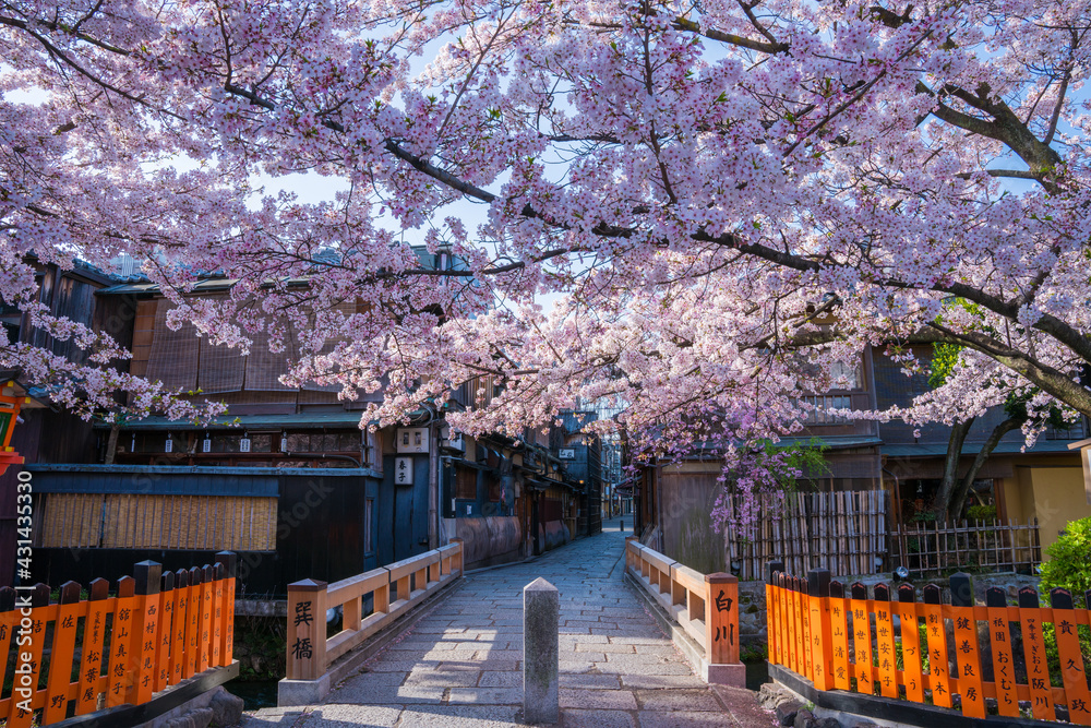 Fototapeta premium 京都 祇園白川の桜と巽橋