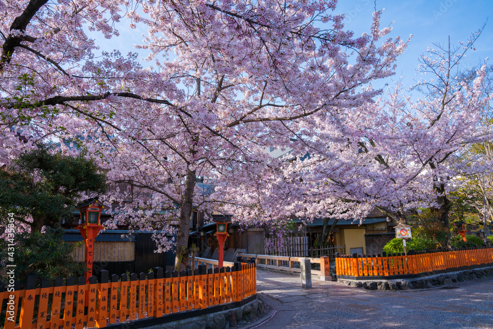 Obraz premium 京都 祇園白川の桜と巽橋