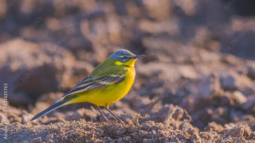 Yellow Wagtail bird, Motacilla flava in the field of rough ground Yellow Wagtail bird, Motacilla flava in the field of rough ground