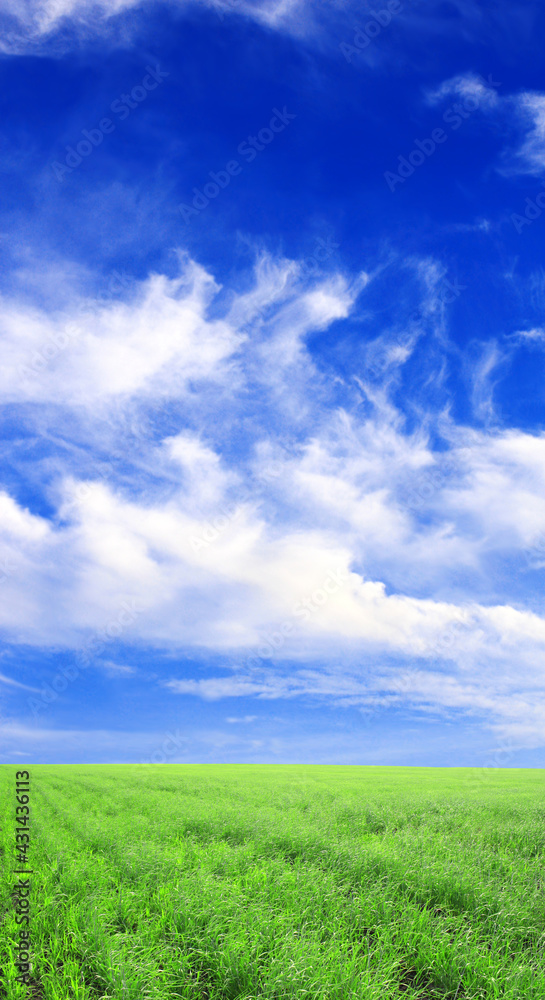 Summer landscape with field of green fresh grass under blue sky Summer landscape with field of green fresh grass under blue sky