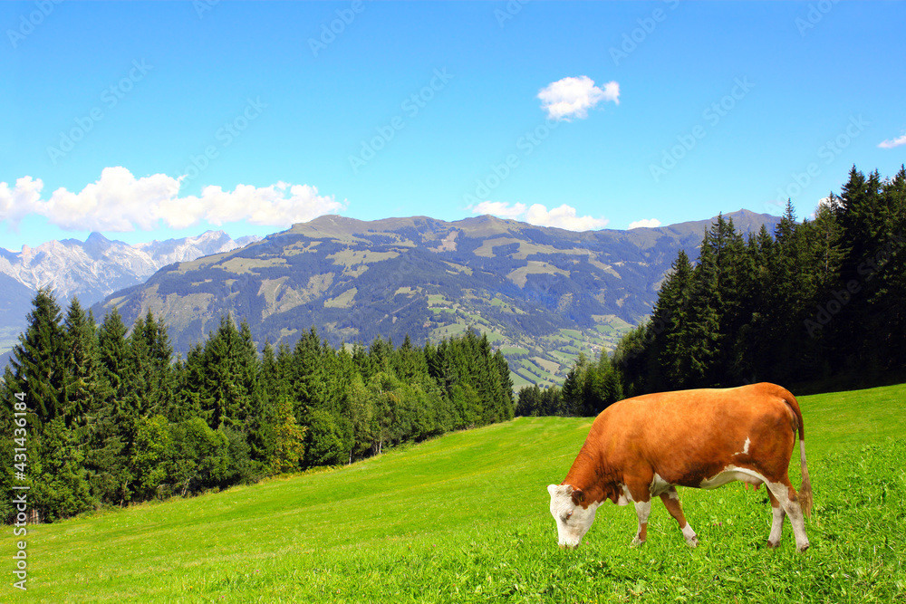 Cow grazing in a mountain meadow in Alps mountains, Tirol, Austria