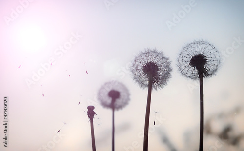 dandelion parachutes fly into the sky