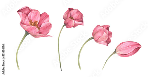Set of Pink tulips isolated on white background. Watercolor floral botanical illustration.