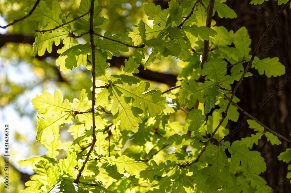 Bright green young spring oak leaves backlit. Backlight of green oak leaves. Oak leaves in sunlight Bright green young spring oak leaves backlit. Backlight of green oak leaves. Oak leaves in sunlight