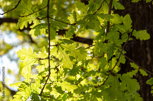 Bright green young spring oak leaves backlit. Backlight of green oak leaves. Oak leaves in sunlight