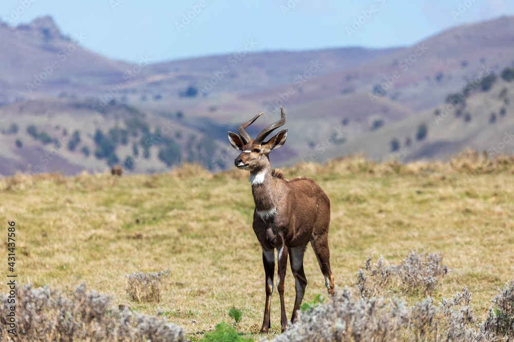 Beautiful horned animal, male of Mountain Nyala in natural habitat. Endemic antelope, Bale mountains Ethiopia, safari wildlife Beautiful horned animal, male of Mountain Nyala in natural habitat. Endemic antelope, Bale mountains Ethiopia, safari wildlife