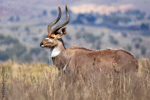 Beautiful horned animal, male of Mountain Nyala in natural habitat. Endemic antelope, Bale mountains Ethiopia, safari wildlife photo