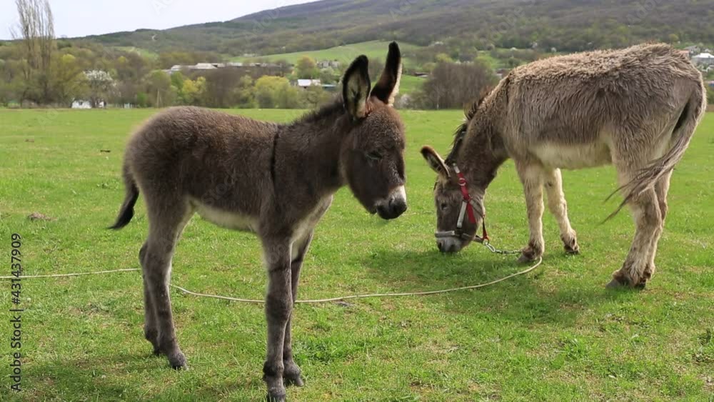 A little donkey that was born five days ago next to a mother donkey in a green meadow