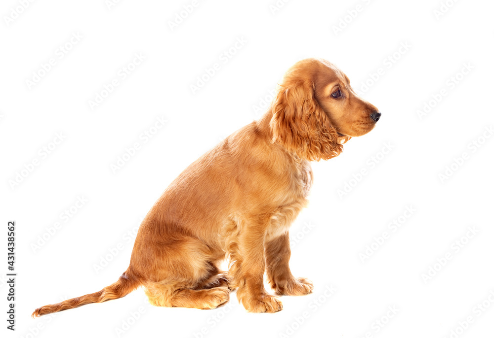 Small cocker spaniel dog with a beautiful blonde hair
