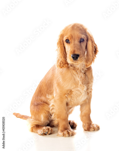 Small cocker spaniel dog with a beautiful blonde hair © Gelpi
