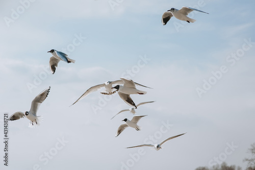 A flock of large, beautiful white sea gulls fly against the blue sky, soaring above the clouds and the ocean, spreading their long wings in the daytime. Spring photography of a bird.