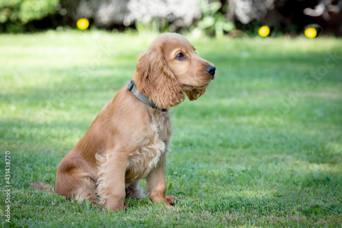 Small cocker spaniel dog with a beautiful blonde hair