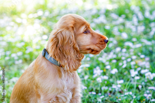 Small cocker spaniel dog with a beautiful blonde hair