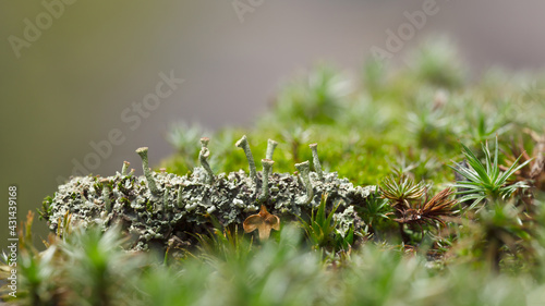 Macro of Cladonia Lichen