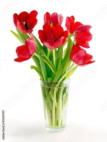 Fototapeta Naklejka Na Ścianę i Meble -  pretty flowers of tulips spring plant close up