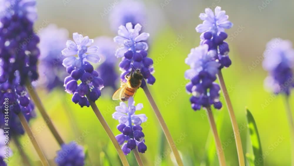 Close up of one honey bee flying around spring flowers Close up of one honey bee flying around spring flowers