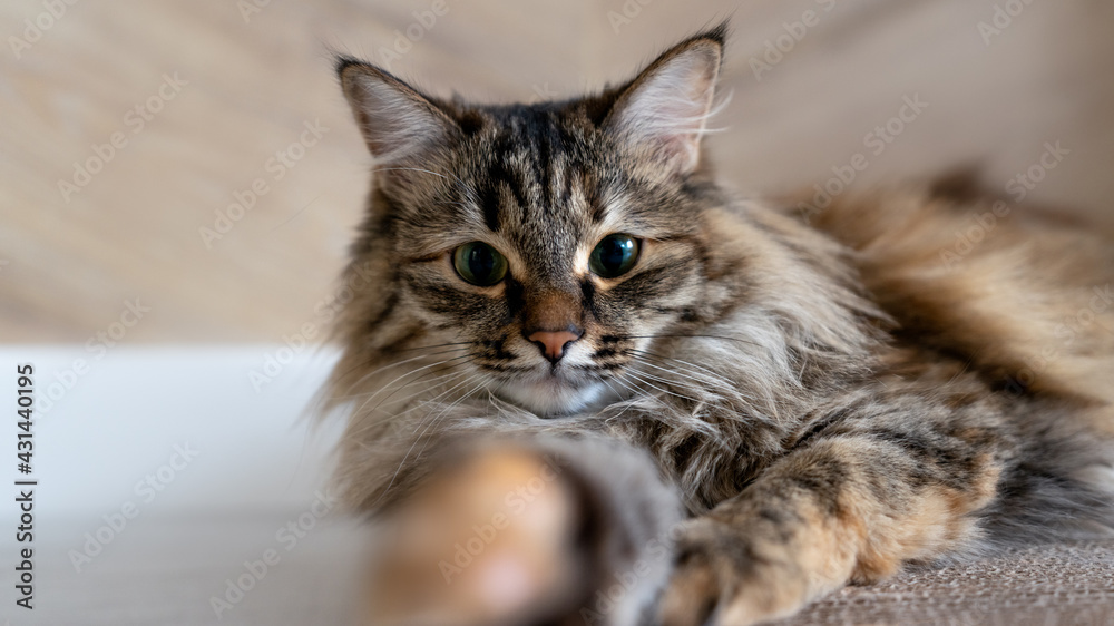 portrait of a Siberian cat three color. outstretched paw in the frame