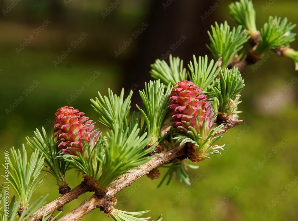 Larch tree with green needles and growing new cones at spring