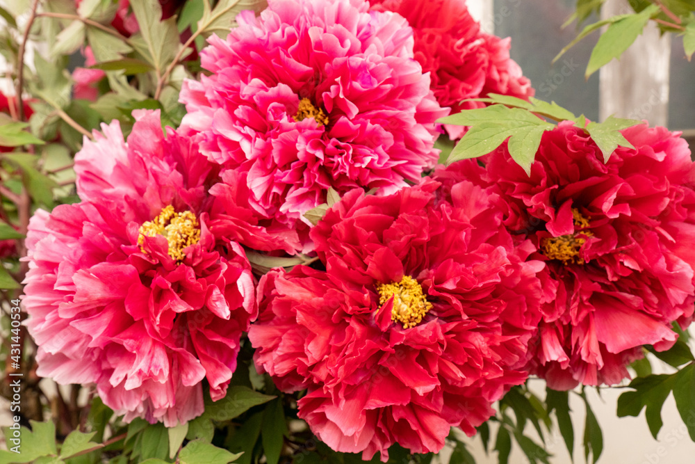 赤い牡丹の花アップ 赤い牡丹の花アップ