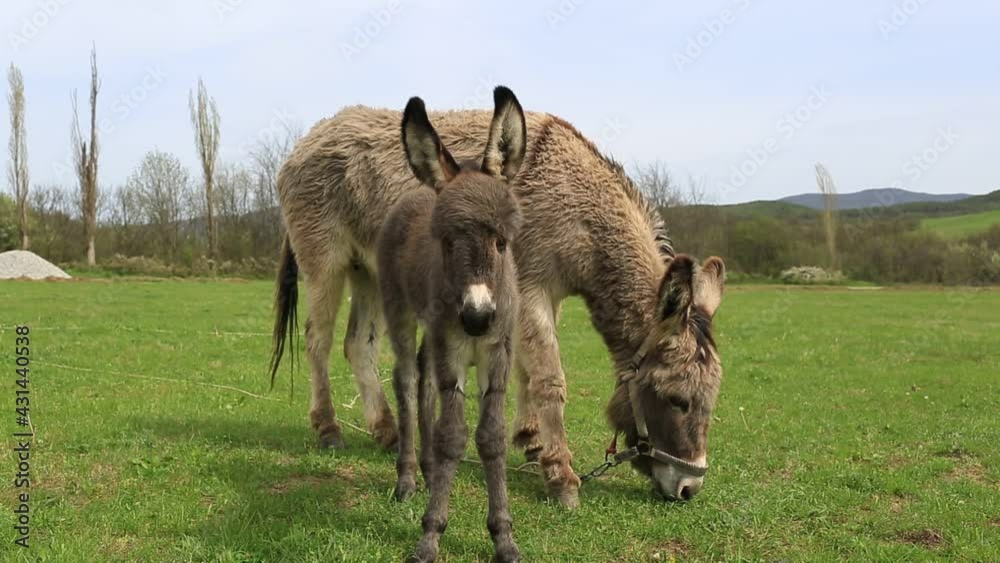 Little donkey next to mother donkey on a green meadow Little donkey next to mother donkey on a green meadow
